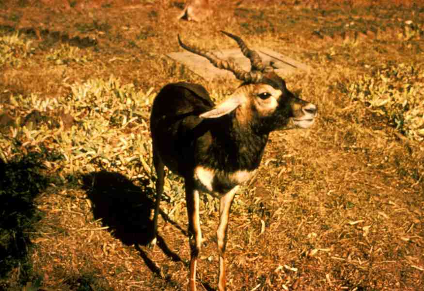 Antelope