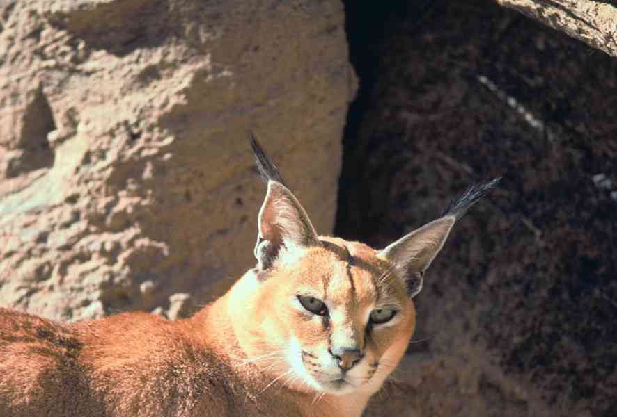 Caracal