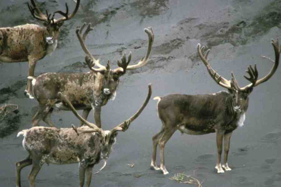 Caribou