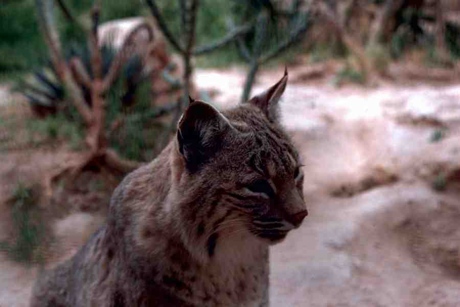 Bobcat